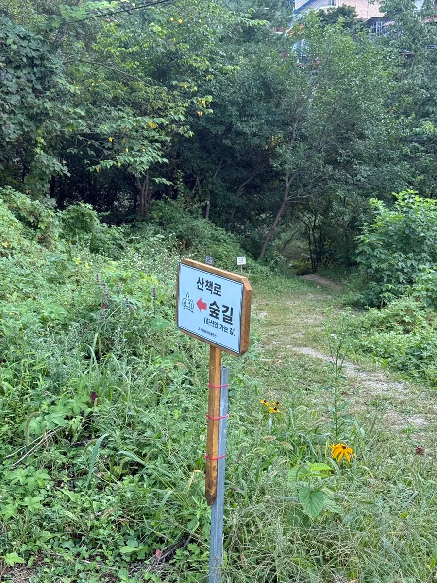Forest walking path following the valley stream