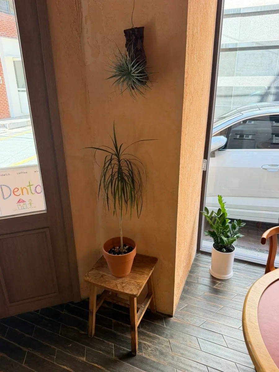 A corner of Dento decorated with lighting and plants