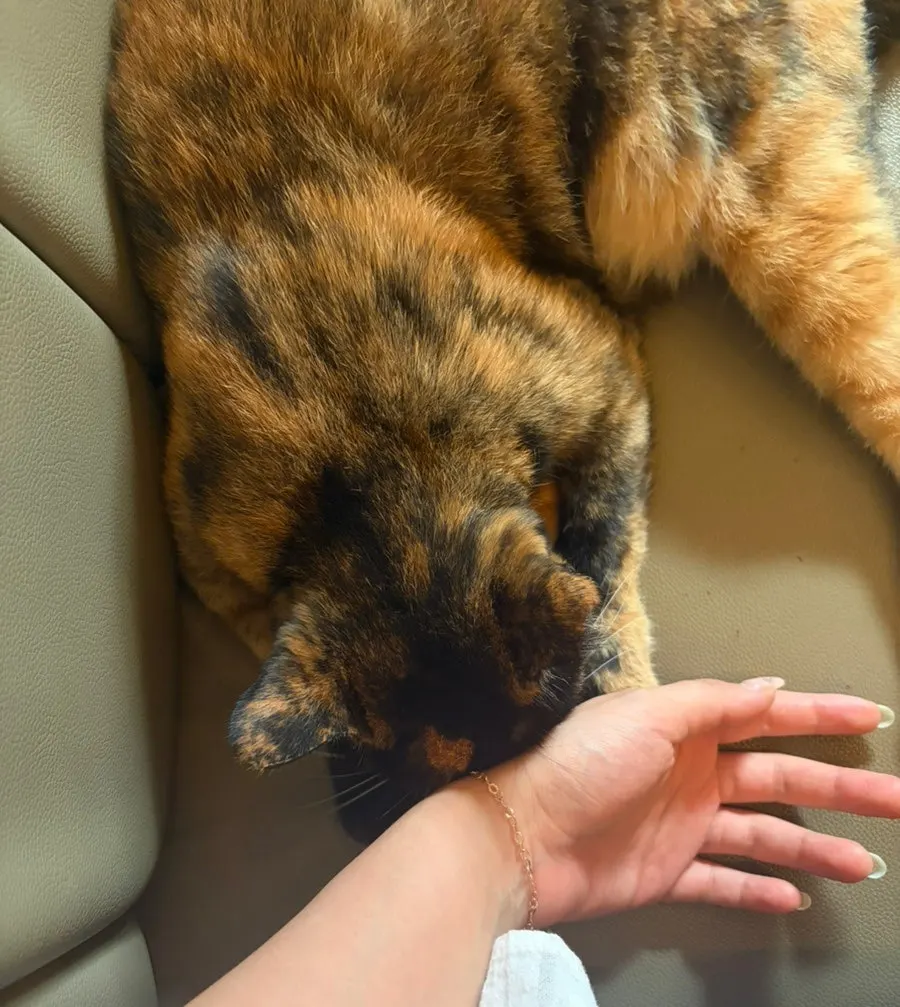 Café cat approaching the table