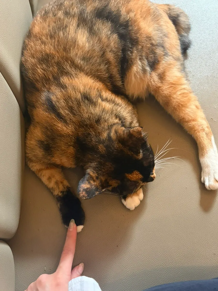 Cat resting beside the table