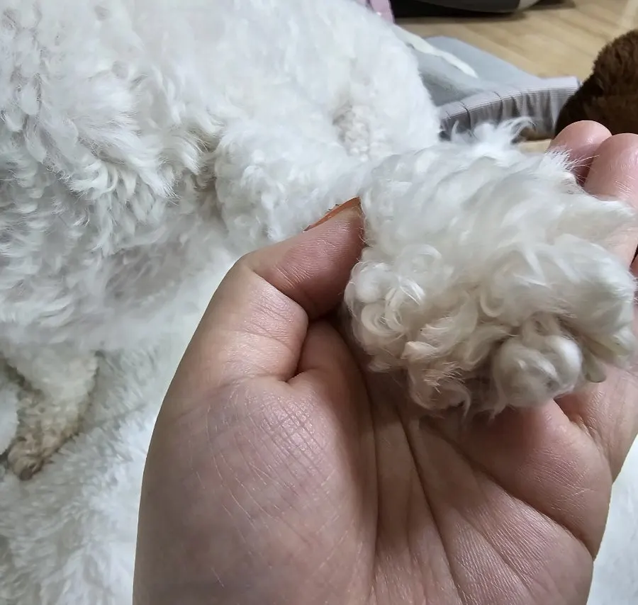 Hamong pulling out fur and licking her paws