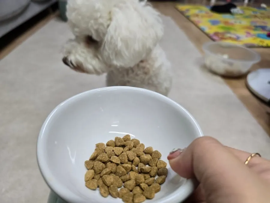 Hamong showing interest in the food