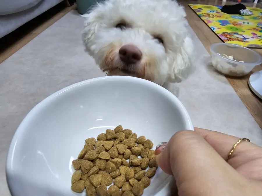 A companion dog sniffing the food