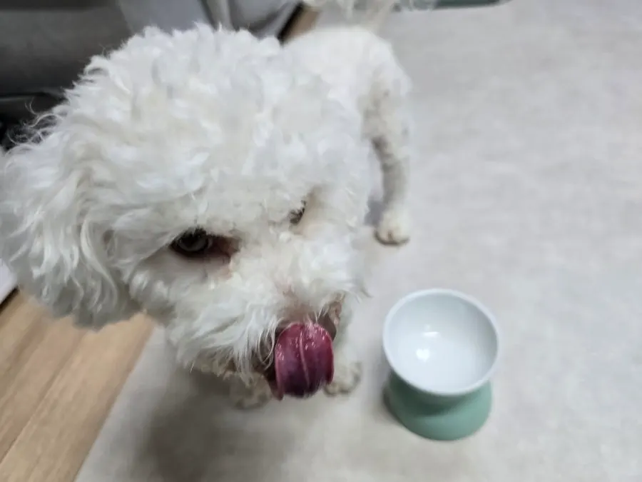 Hamong sitting beside her food bowl