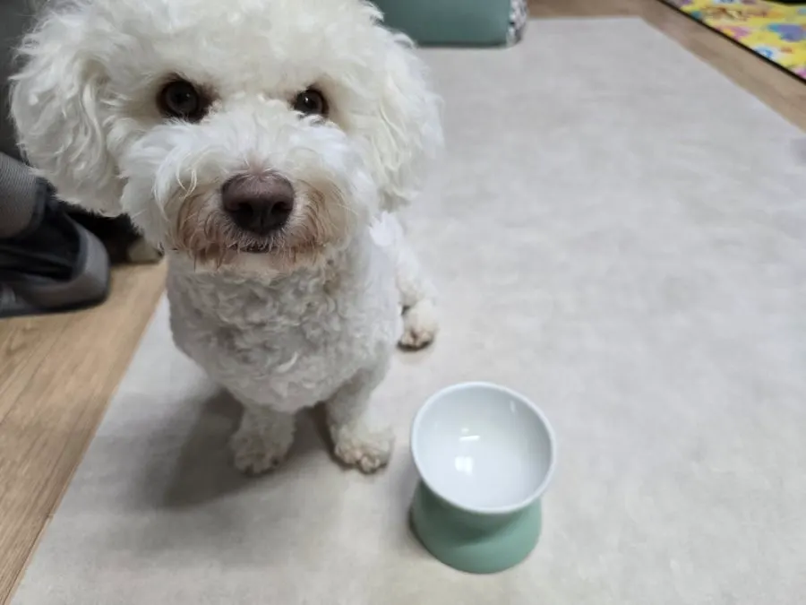 A companion dog waiting for more food