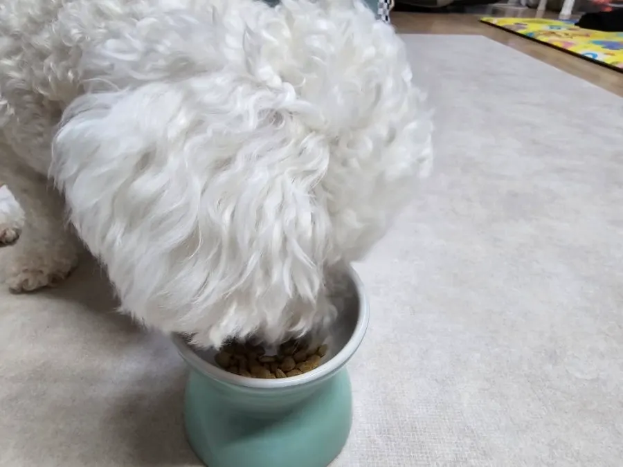 Hamong eating Dermadog food