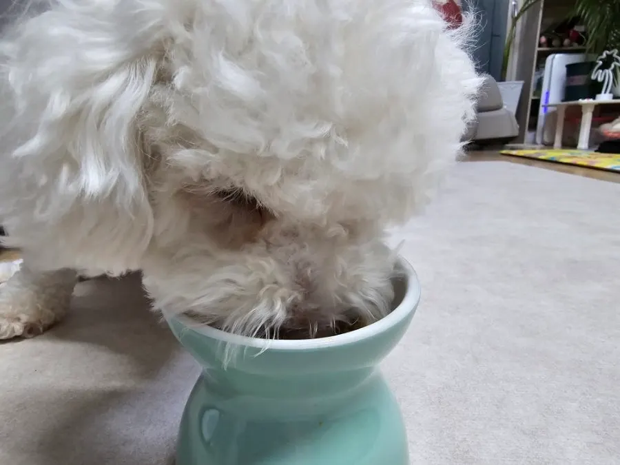 A companion dog enjoying the food