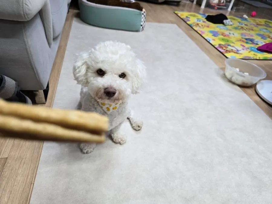 Hamong waiting for a dental chew