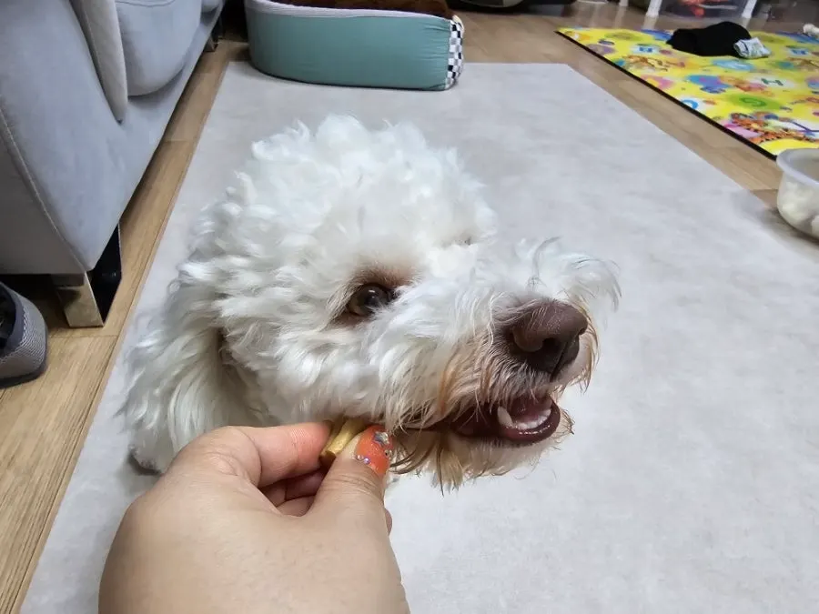 Hamong eating a Dental Health Chew