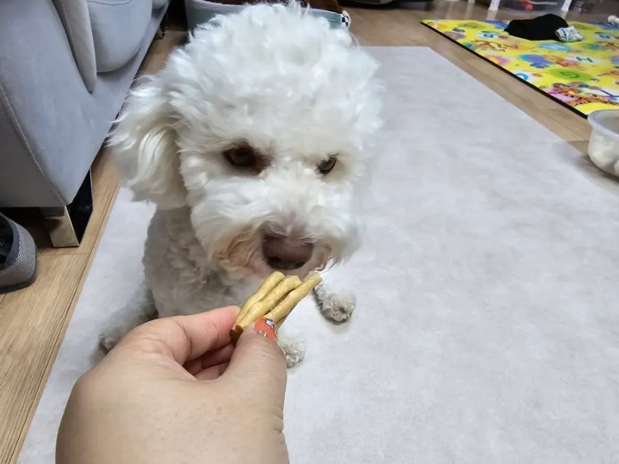 A companion dog sniffing and eating a dental chew