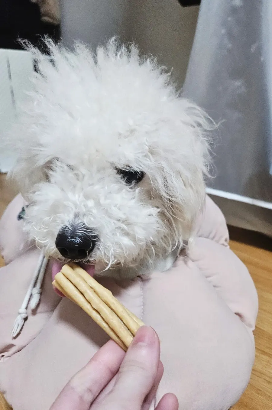 Stool-condition change with probiotic dog food