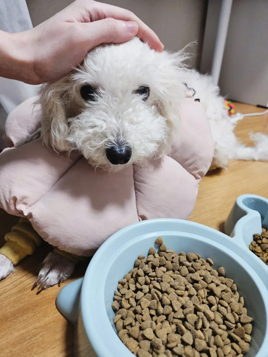 Feeding the dental chew