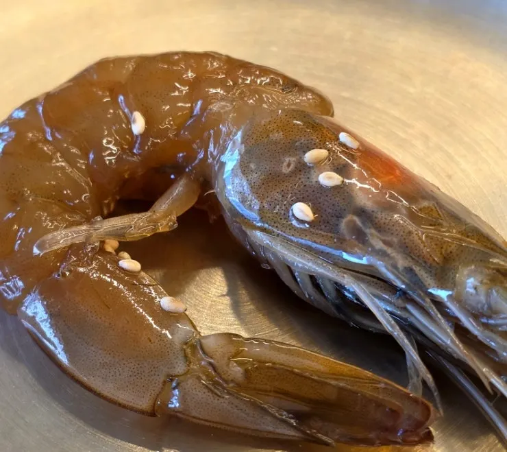 Plate showing the different colors of the marinated seafood