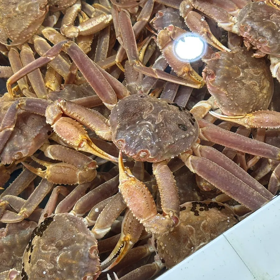 Red crab and bakdal daege in the tank