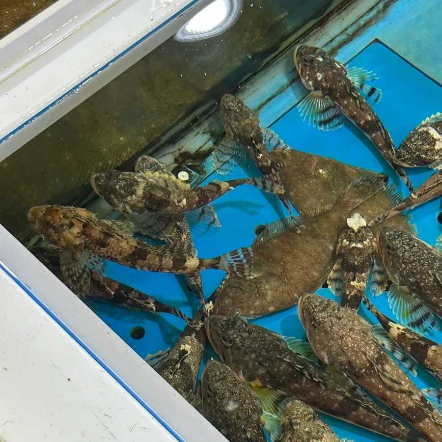 Seafood in the tank at Dongnam Hoe Sikdang