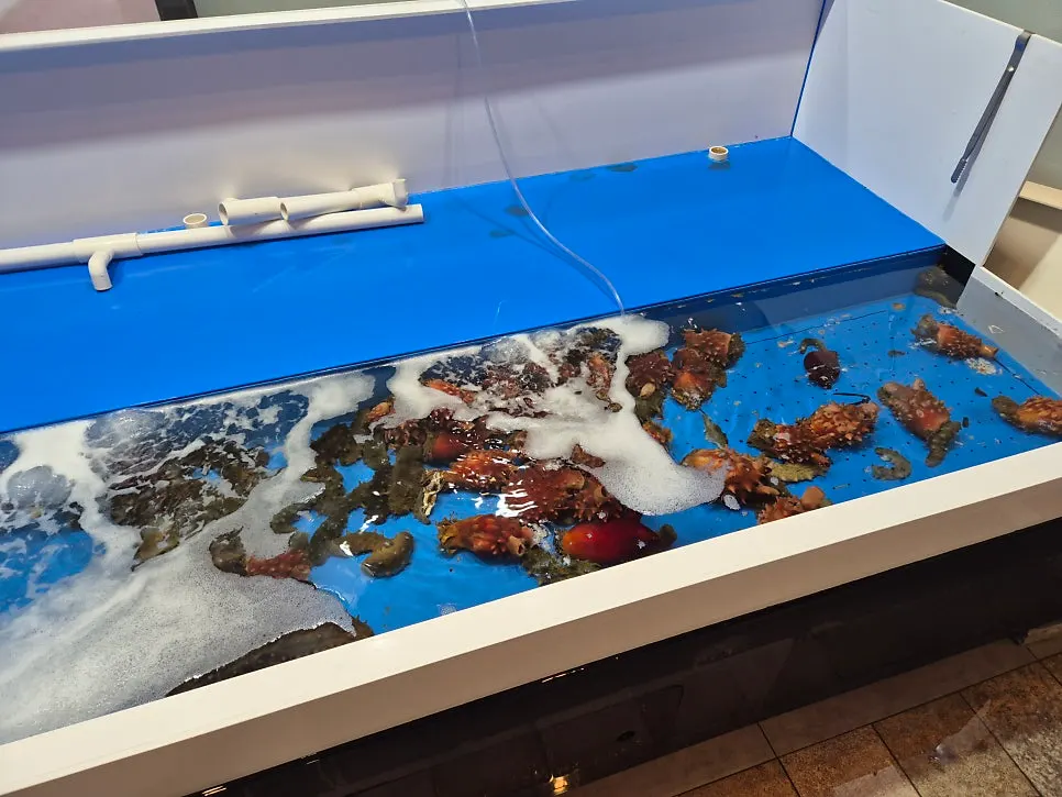 Seafood tank placed at the entrance