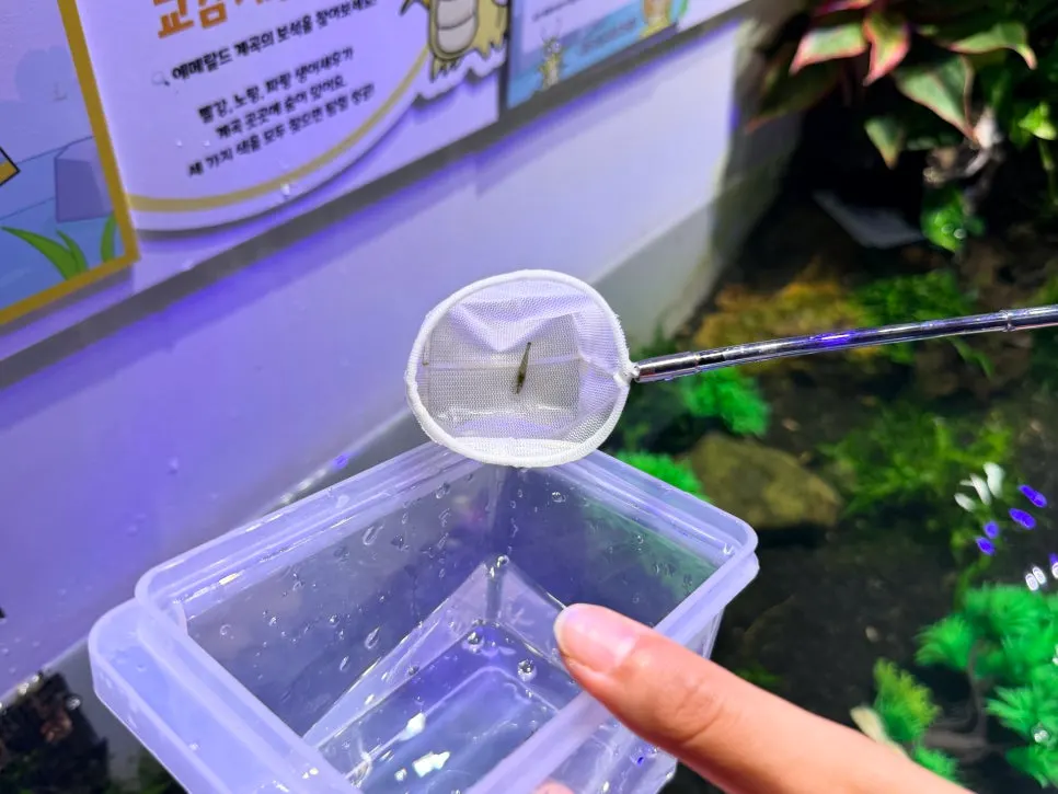뜰채로 작은 새우를 잡는 체험