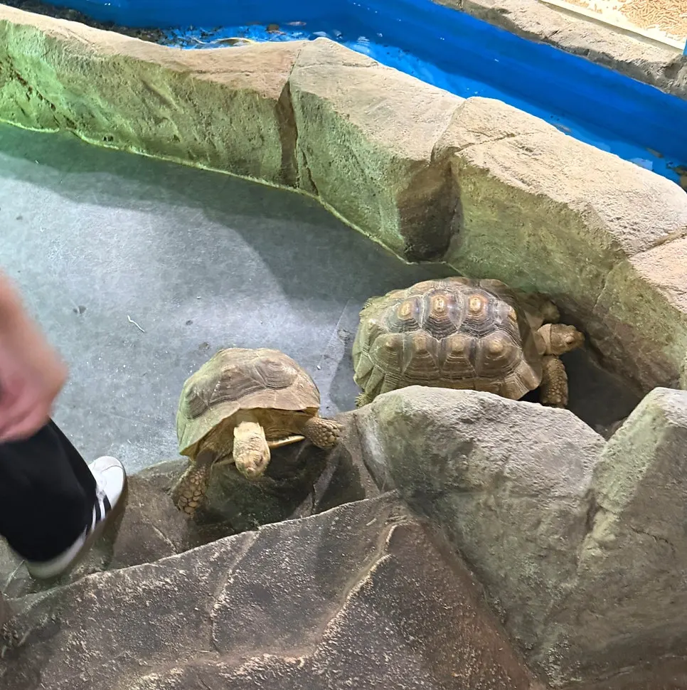 Animal activity zone with staff guidance