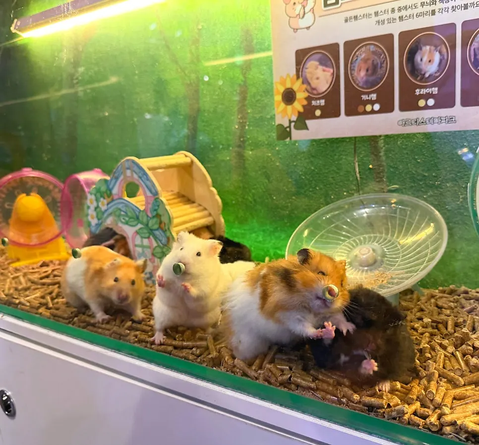 Stamp tour and hamster activity