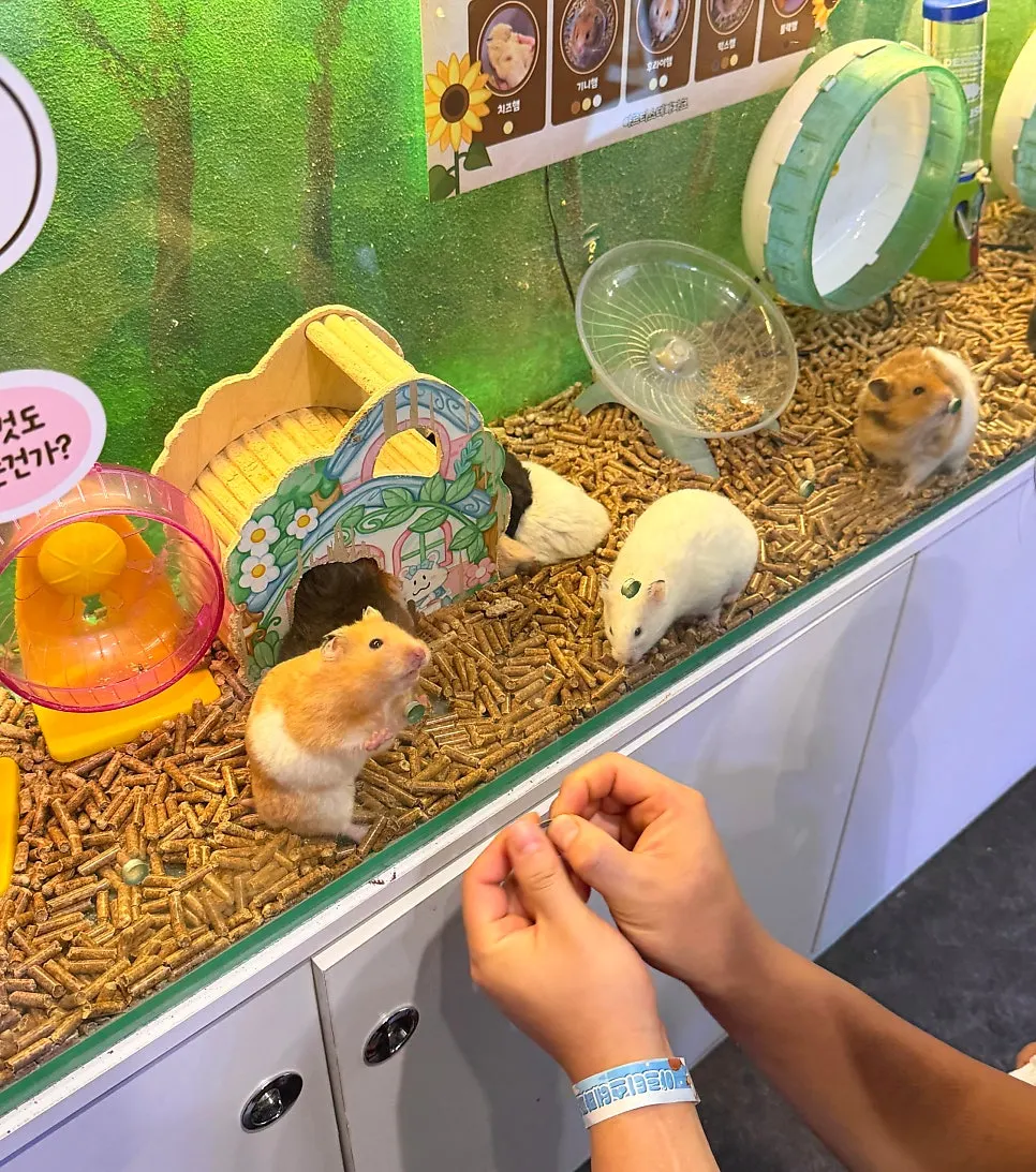 Feeding a hamster