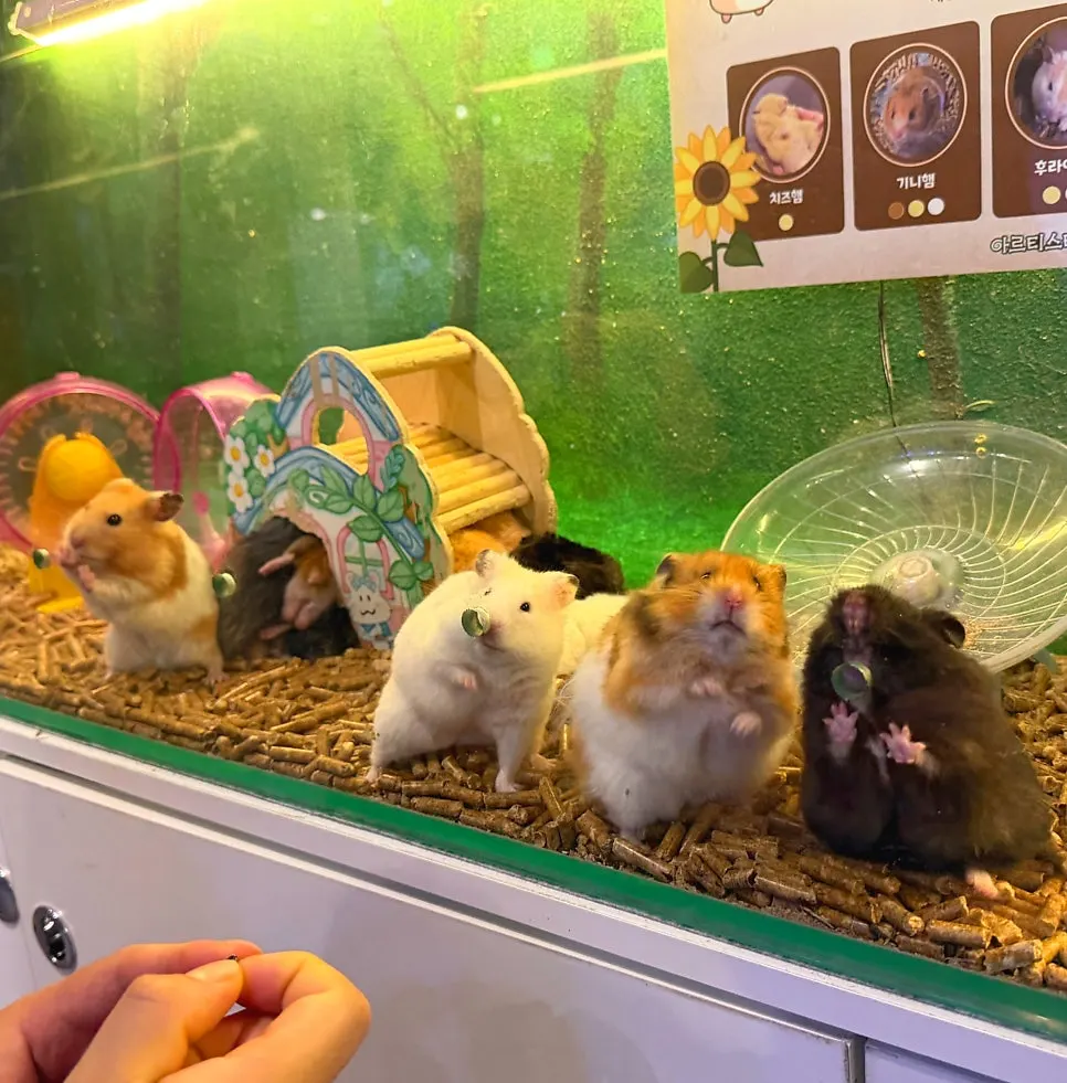 Hamster-feeding experience