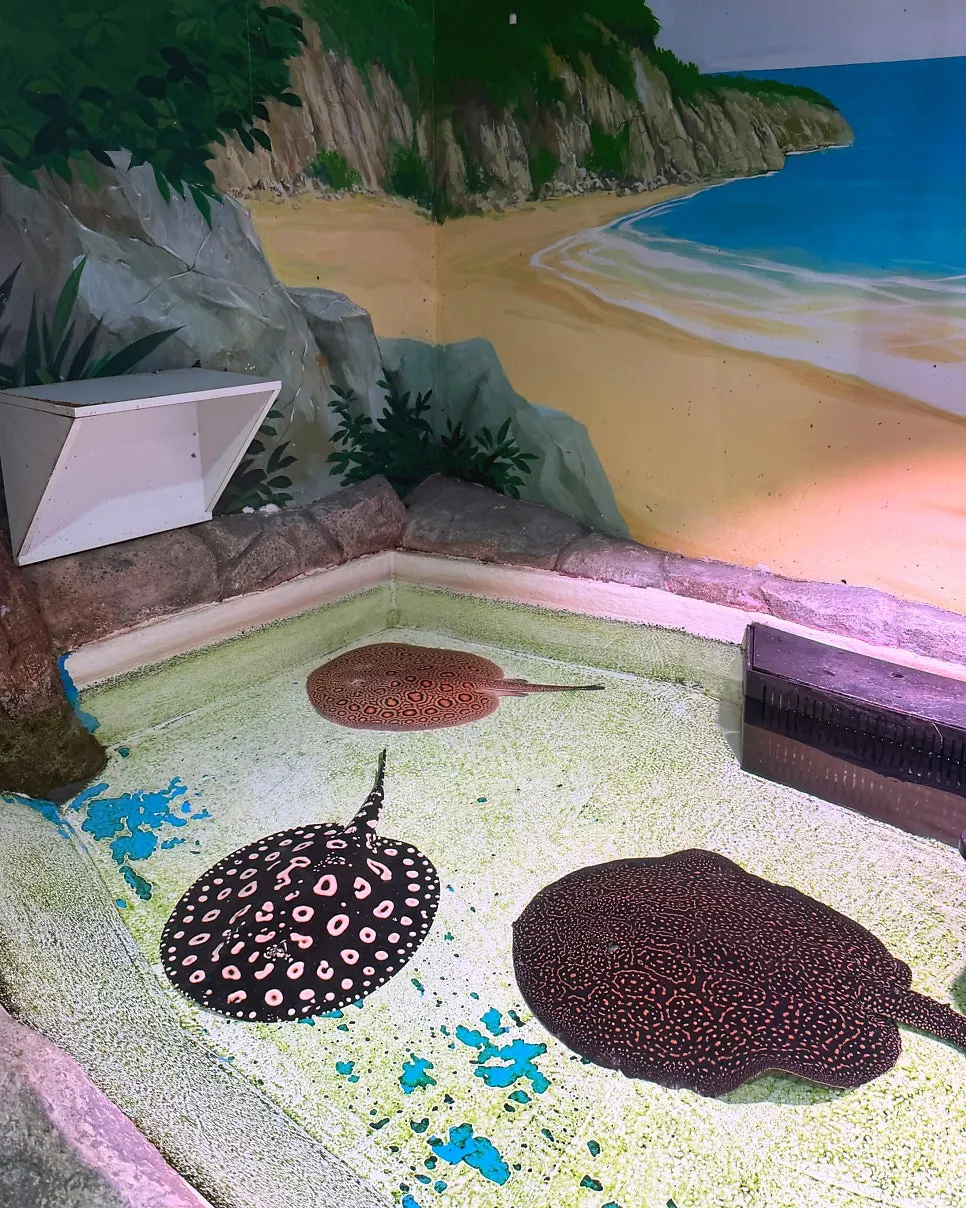 Stingray-feeding activity area