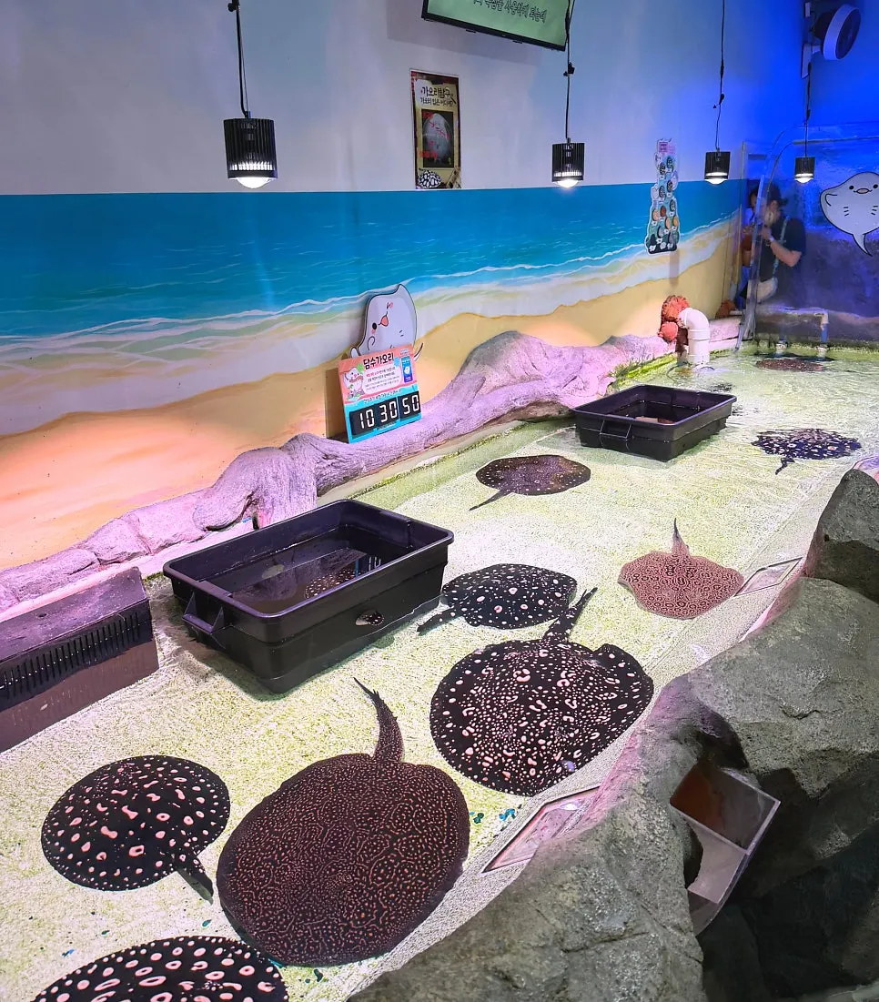 Guided stingray-feeding experience