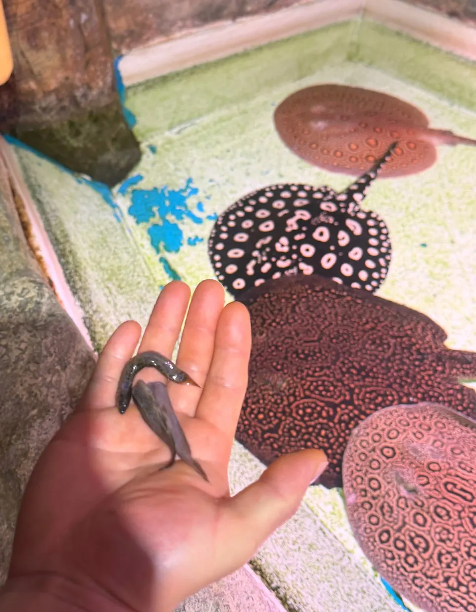 Stingray-feeding experience in progress