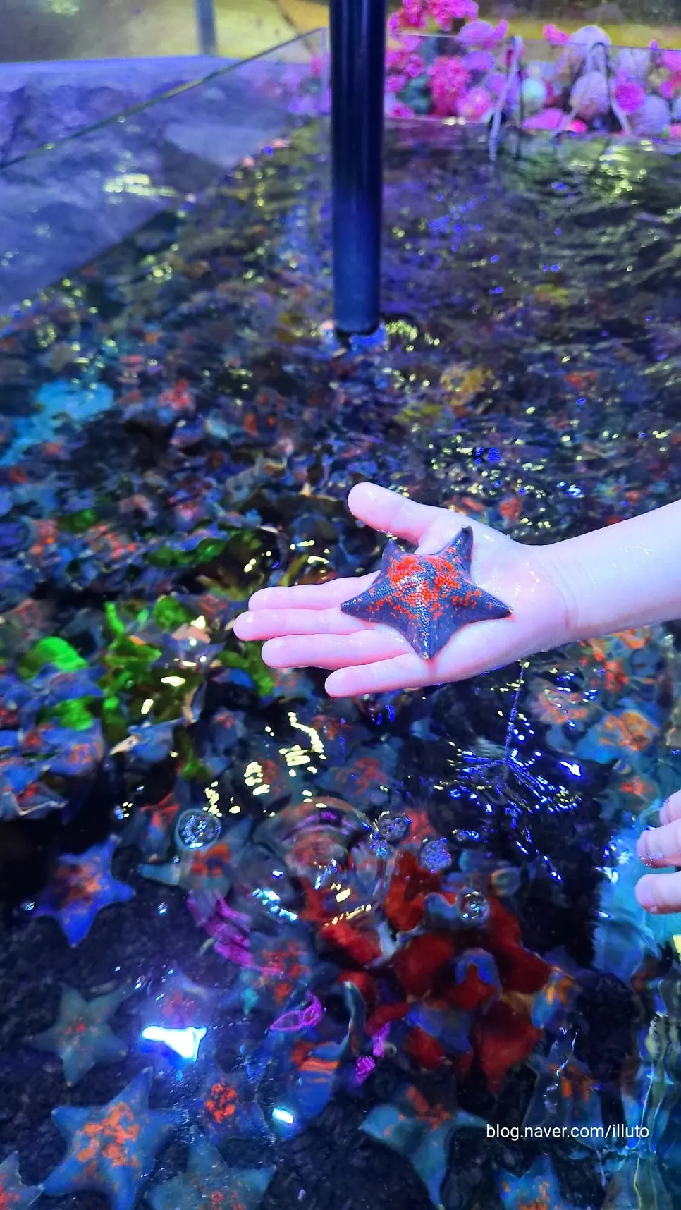 Hands-on aquarium experience at Artis Theme Park in Dongtan