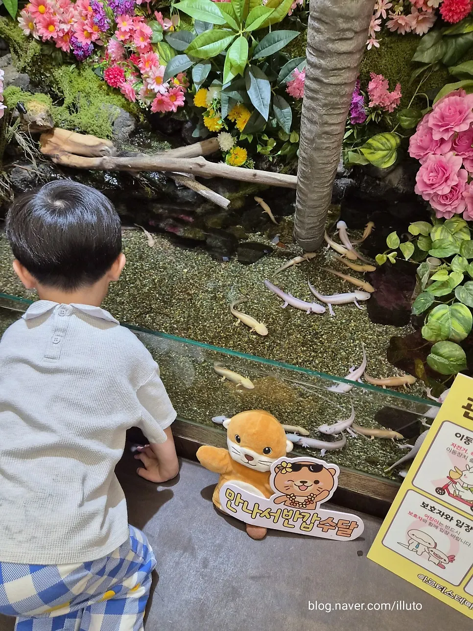 Axolotl tank in the waiting area