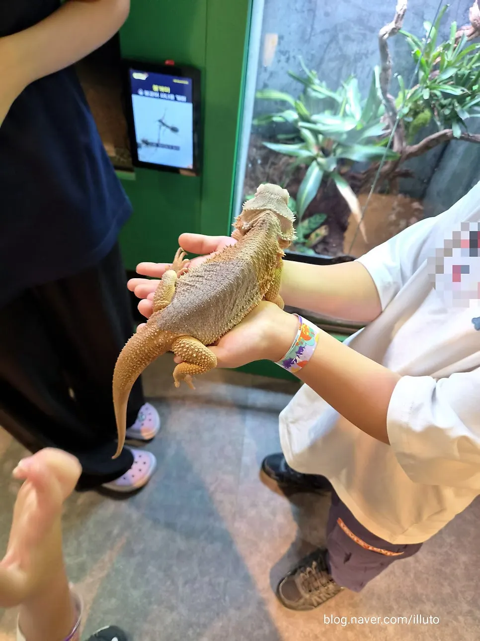 Child touching a bearded dragon lizard