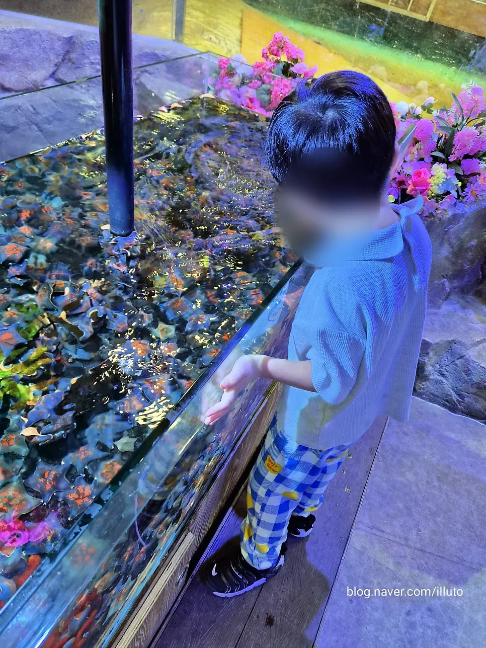 Horseshoe crab tank in the blue-lit underwater creature zone