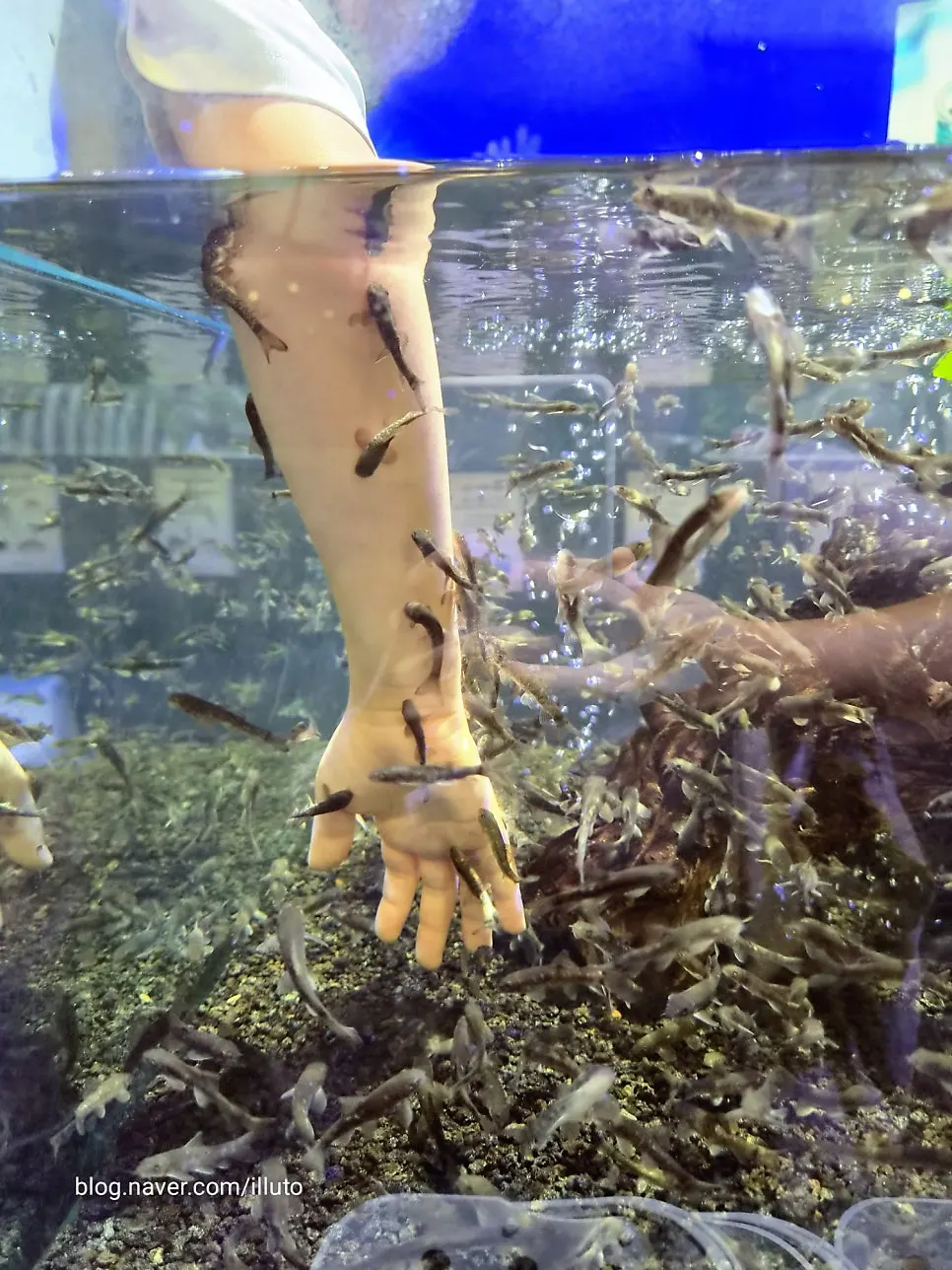 Starfish and doctor fish experience zone