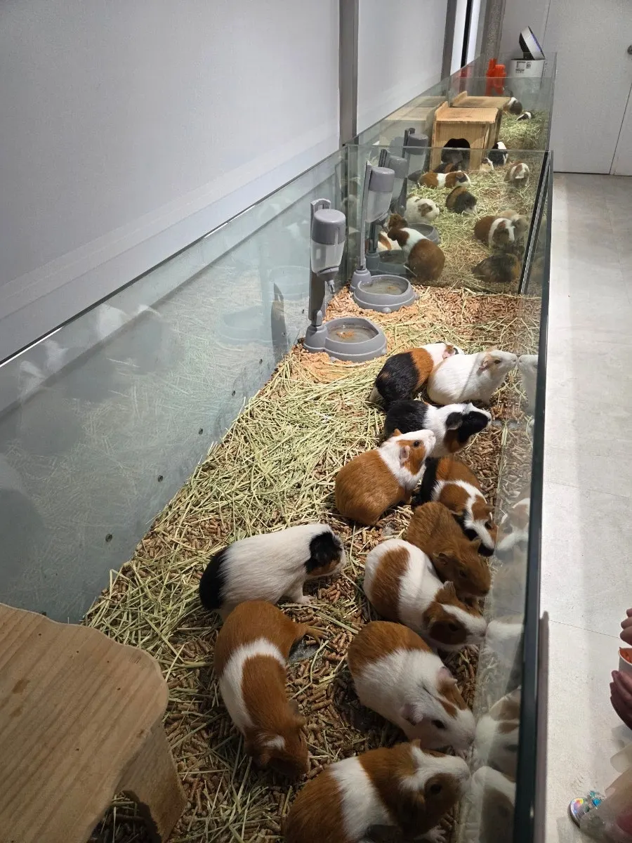 기니피그 먹이주기 체험 장면
