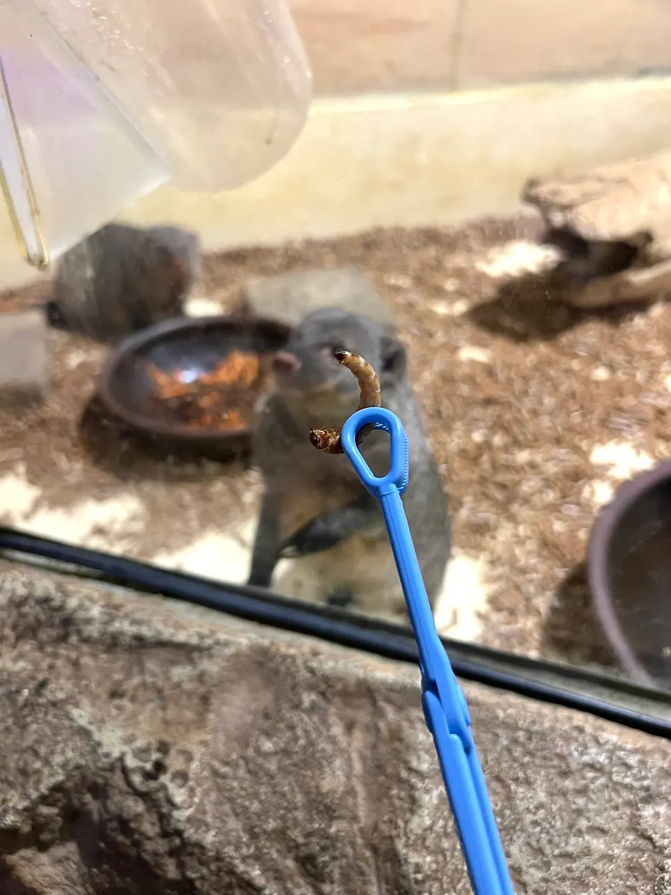 Feed cup used for the feeding experience