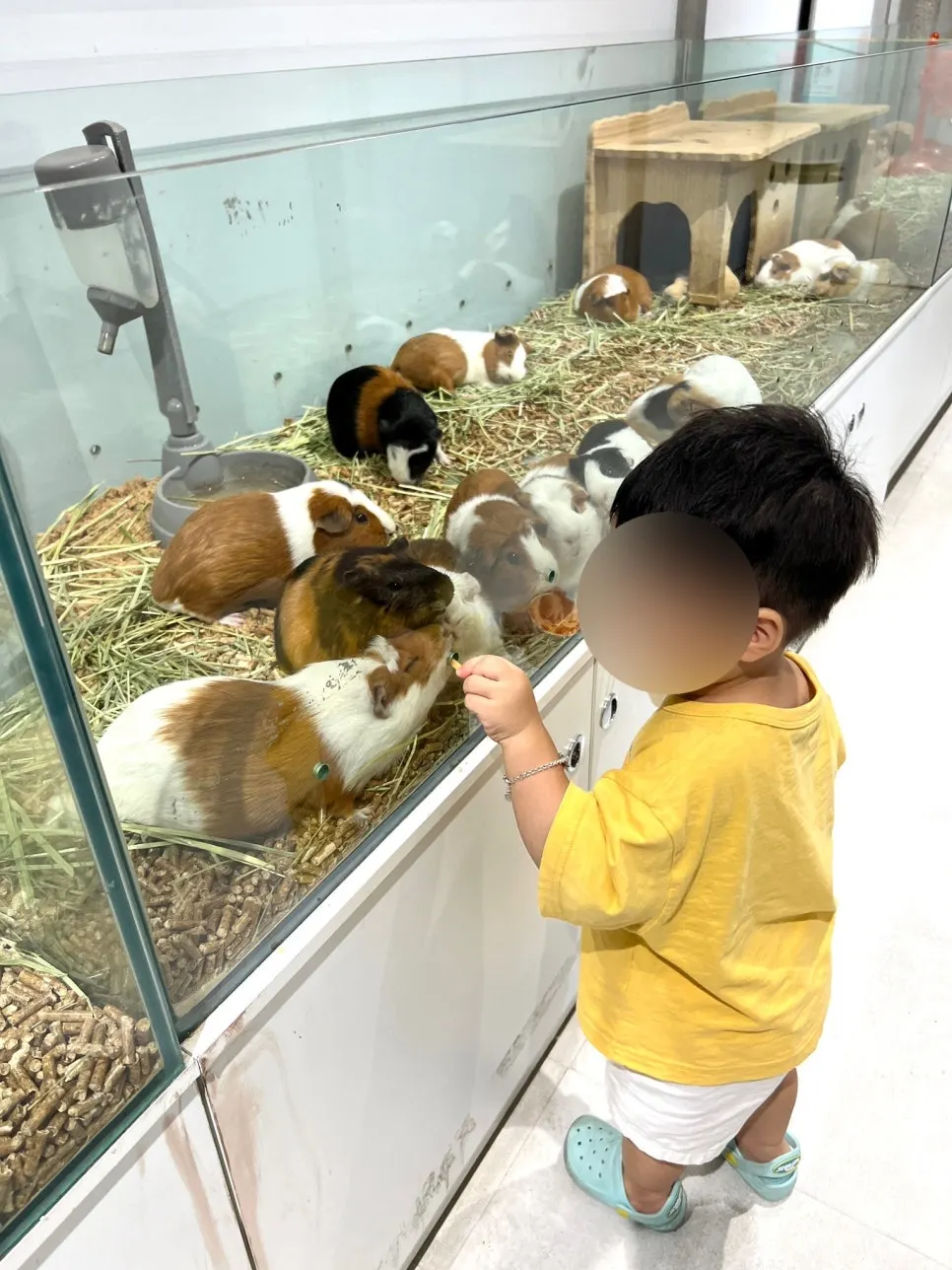 Niece holding out a carrot to a guinea pig