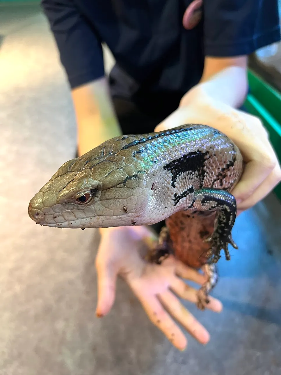 Wrapping up the animal interaction experience