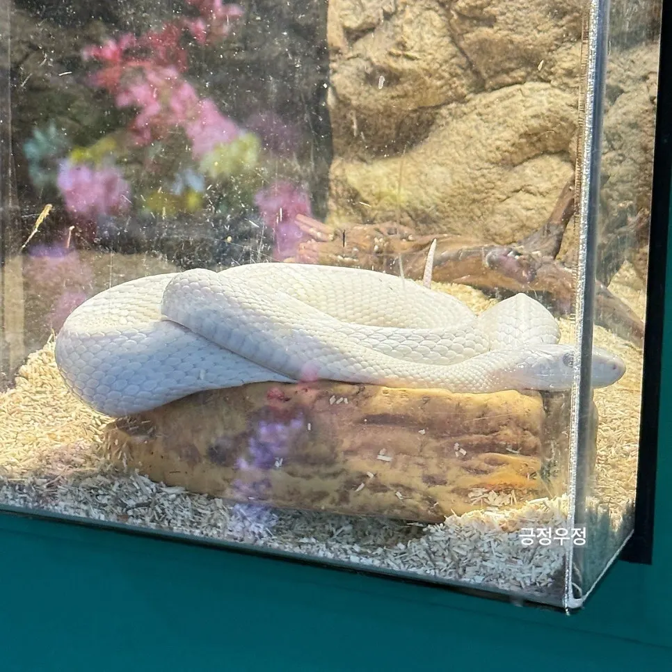 Animal exhibit encountered inside Artis Theme Park