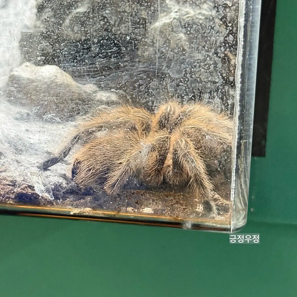 Experience zone with rabbits and guinea pigs