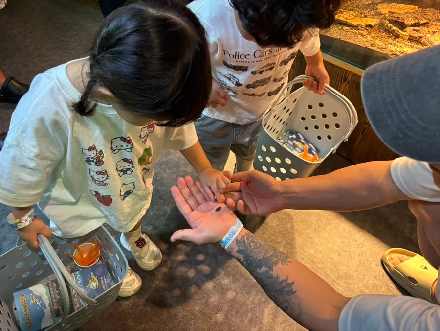 Making an animal feed lunchbox experience