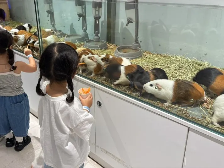 Feeding mealworms to a striped mongoose
