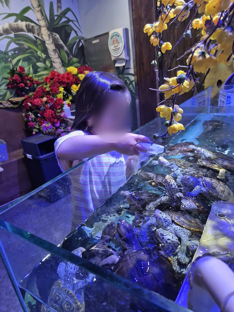 A child getting used to the doctor fish experience