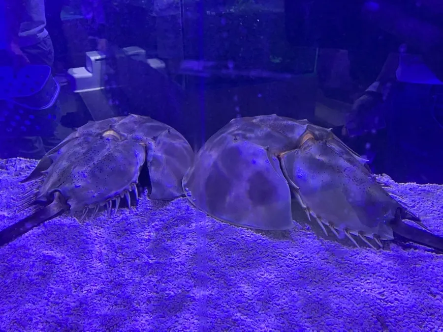 Feeding rays at the touch tank