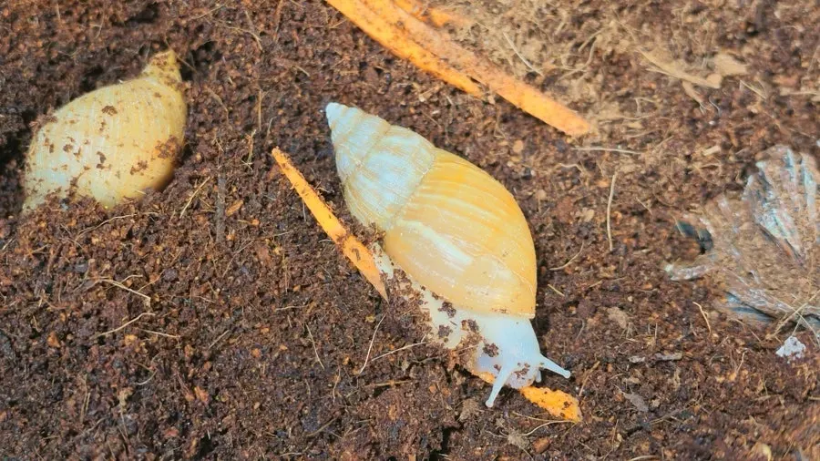 A handleable lizard with a label guiding which animals can be touched