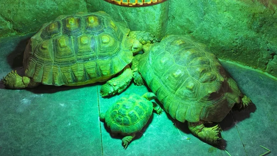 Open exhibit zone where small animals can be viewed up close