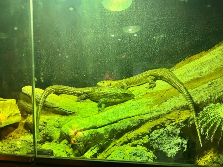 A child’s lizard encounter