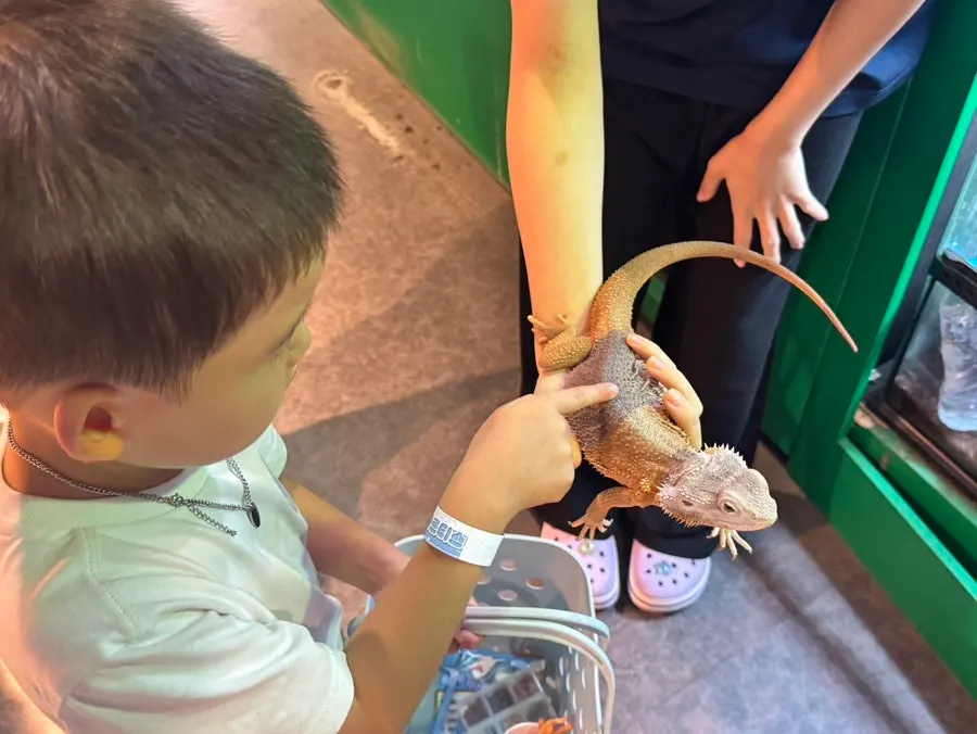 Animal experience of touching a lizard