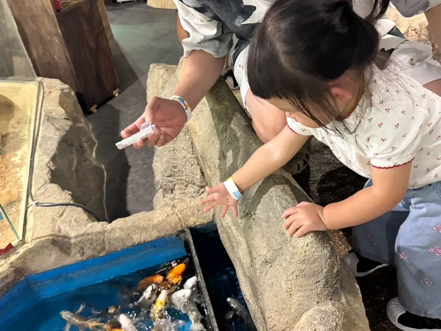 Fish-feeding experience