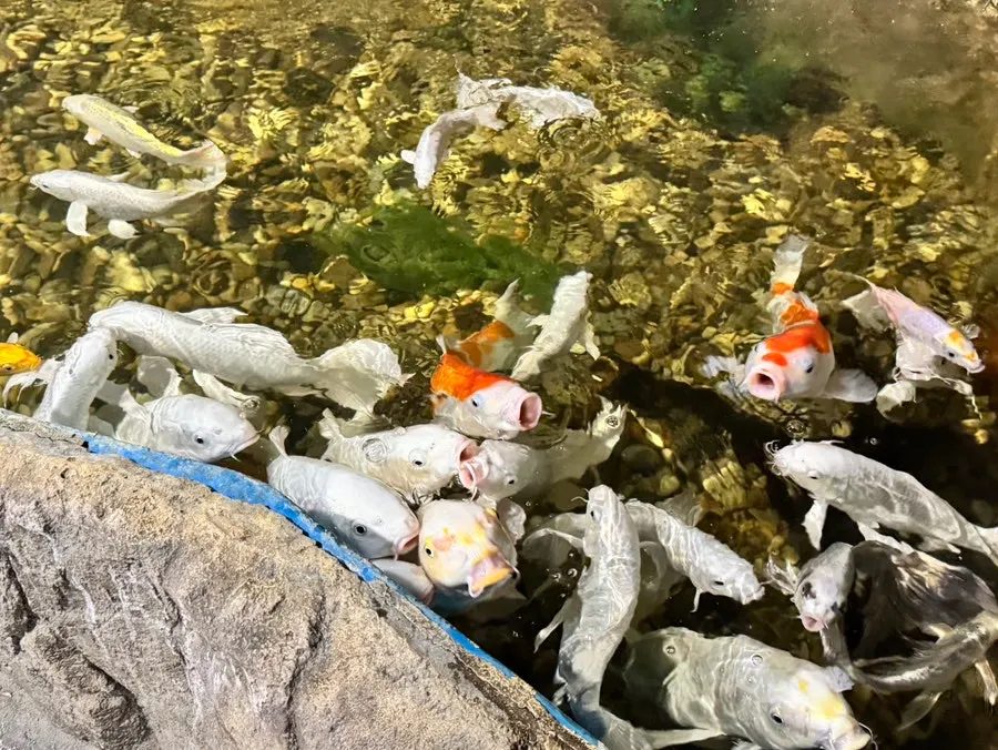 The younger child feeding fish