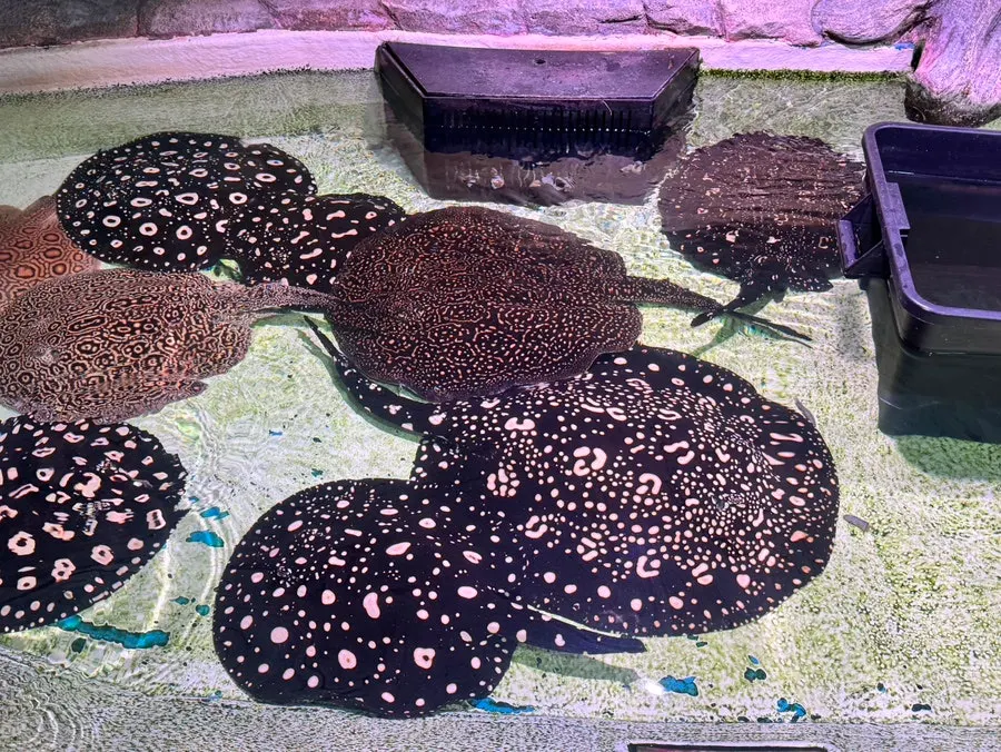 Aquatic-creature encounter area